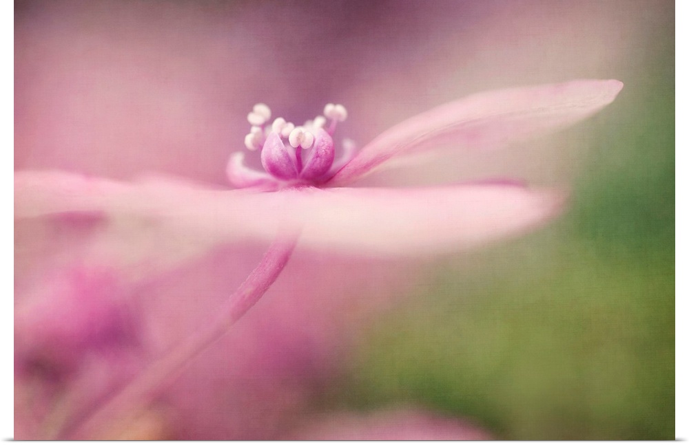 Hydrangea blossom