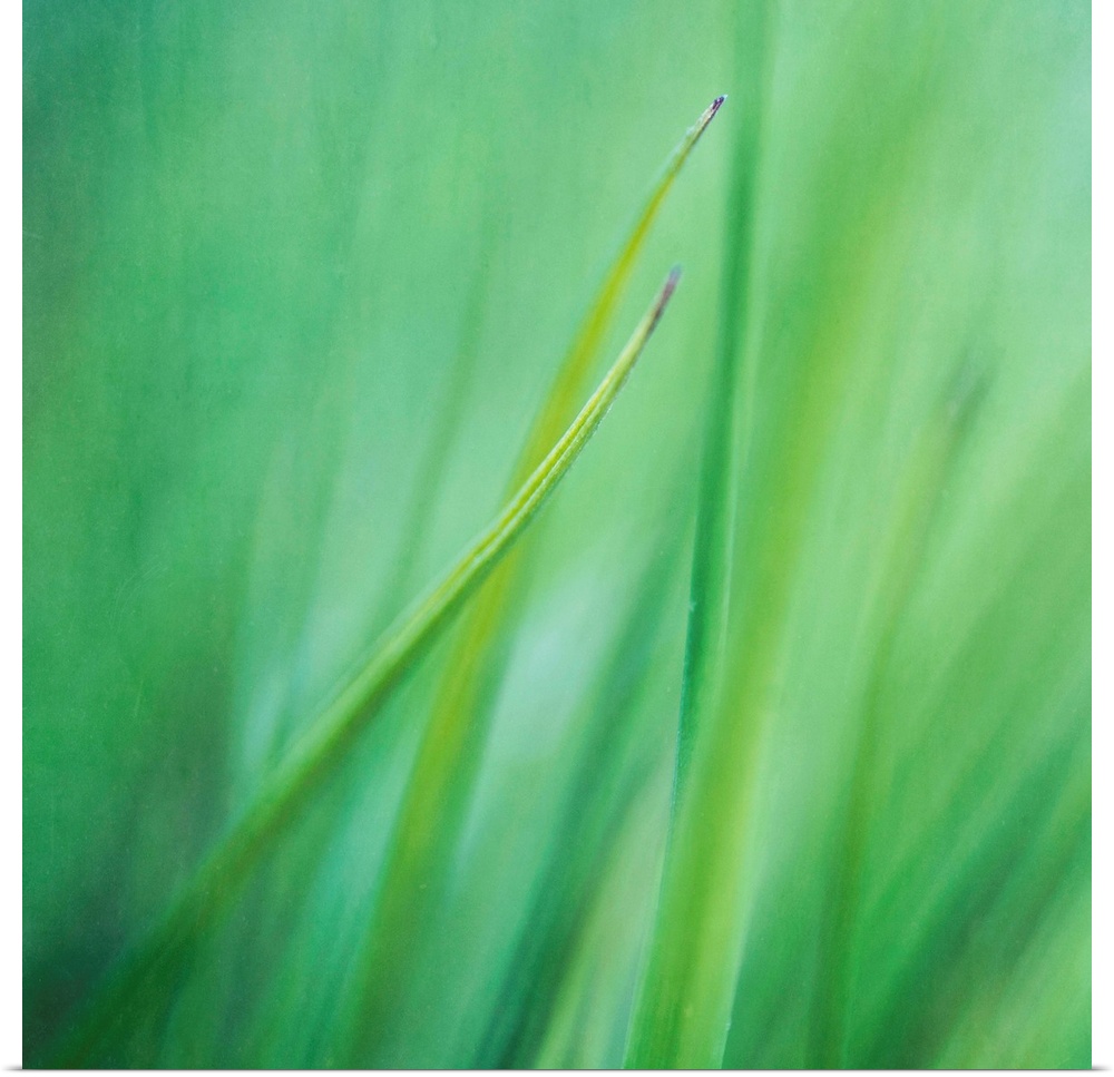 Blades of grass, taken with maximum aperture focus