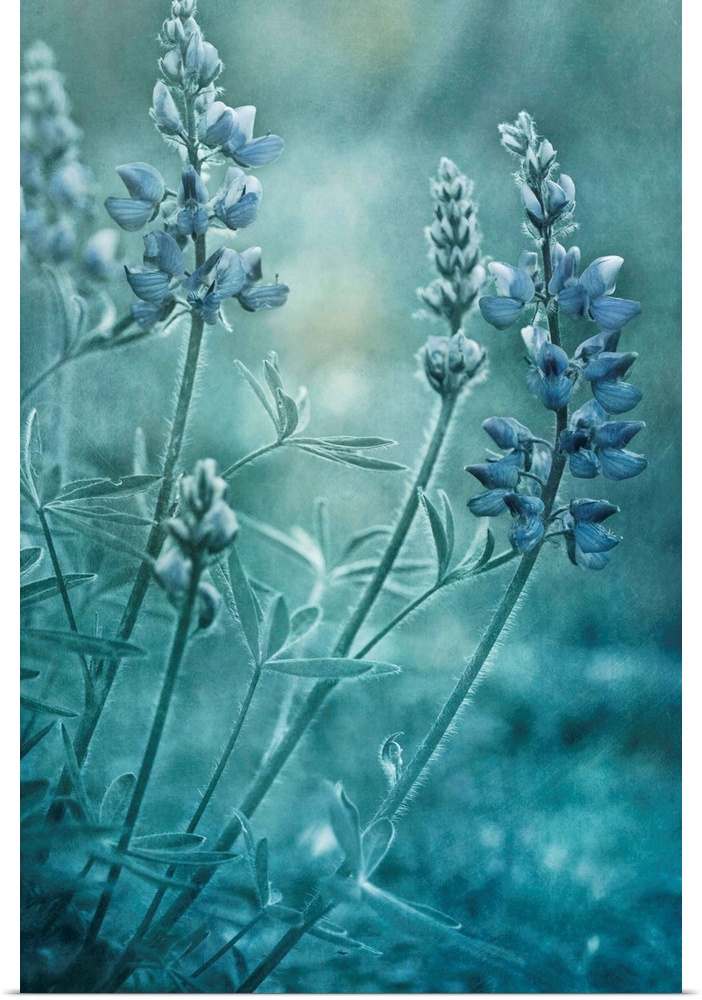 Delicate flowers are photographed just before the sun rise. There is an overall cool tone to the image.