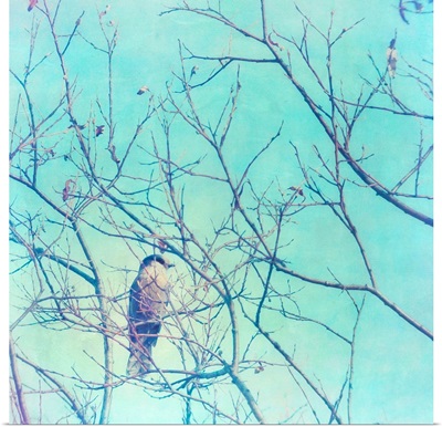 Grey Jay In A Tree