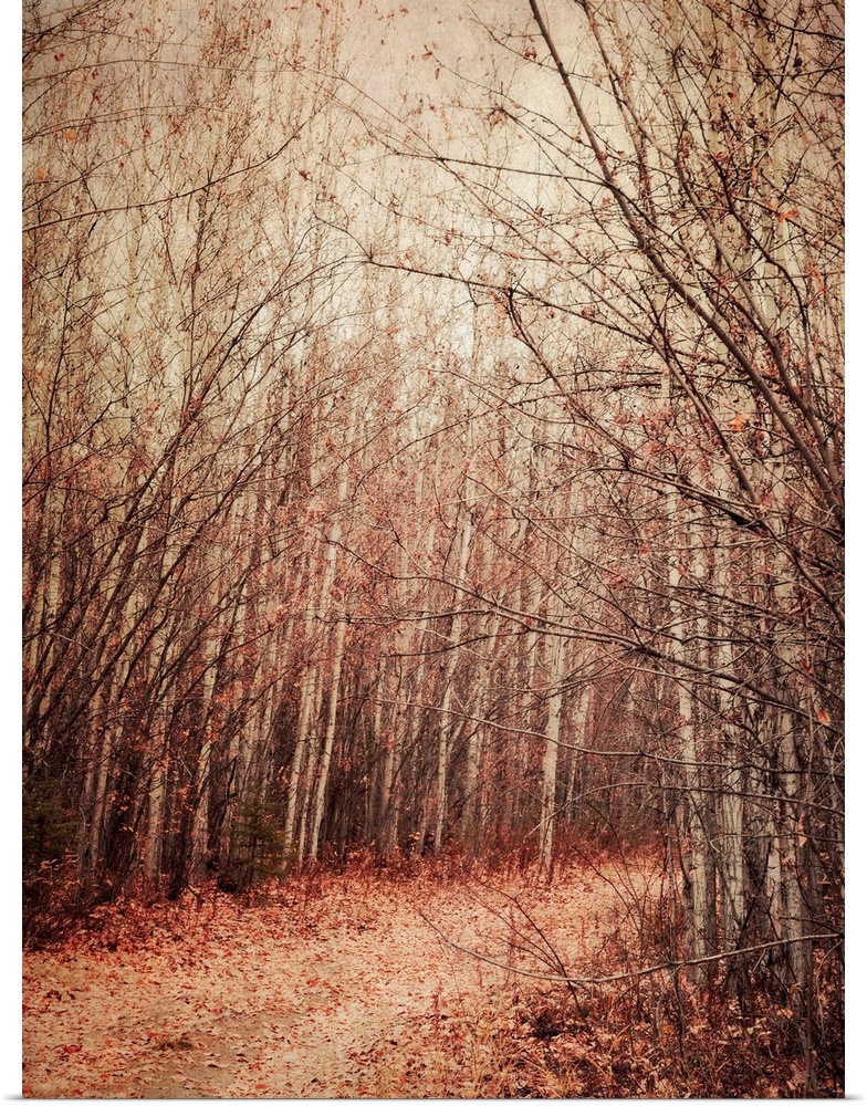 A walk into a birch forest in fall