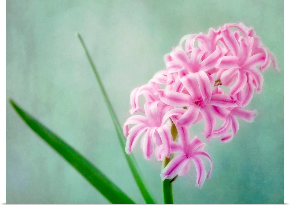 Hyacinth flower, a beautiful spring flower