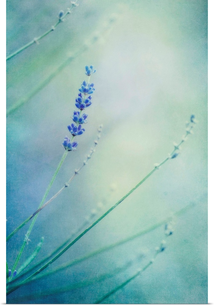 A delayed lavender in my garden