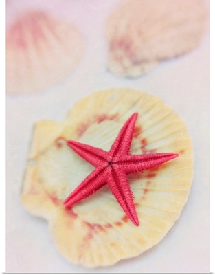 Little Red Starfish