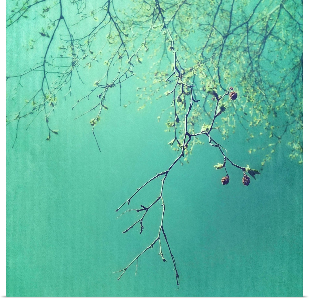 An artistic photograph of spindly tree branches hanging from the top of the image against a vibrant teal green background.