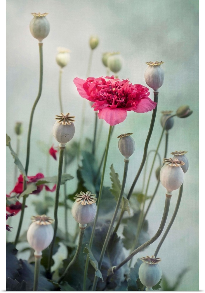 Poppy flower in all its stages of life