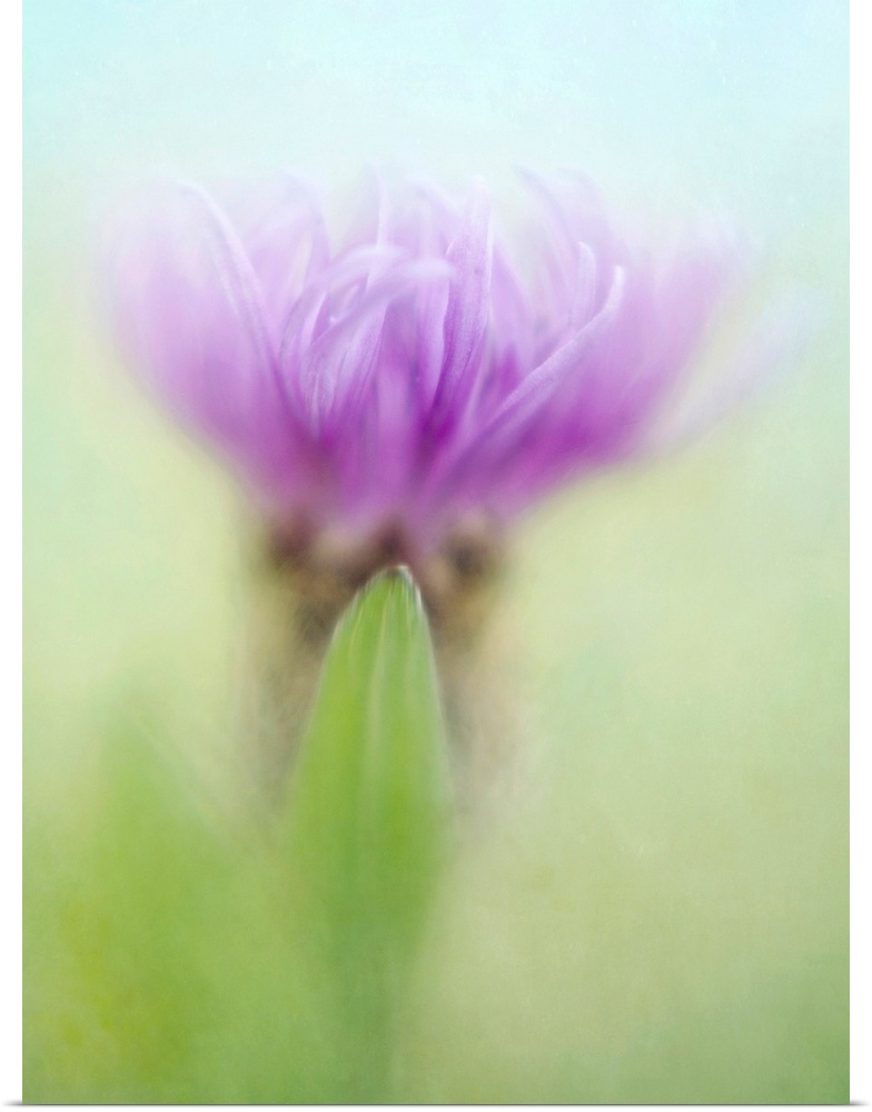 Knapweed, a beautiful wildflower, taken with sharpness at the point
