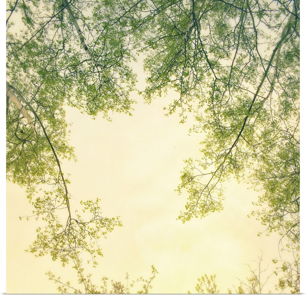 An artistic photograph looking up at tree branches against a yellow sky.