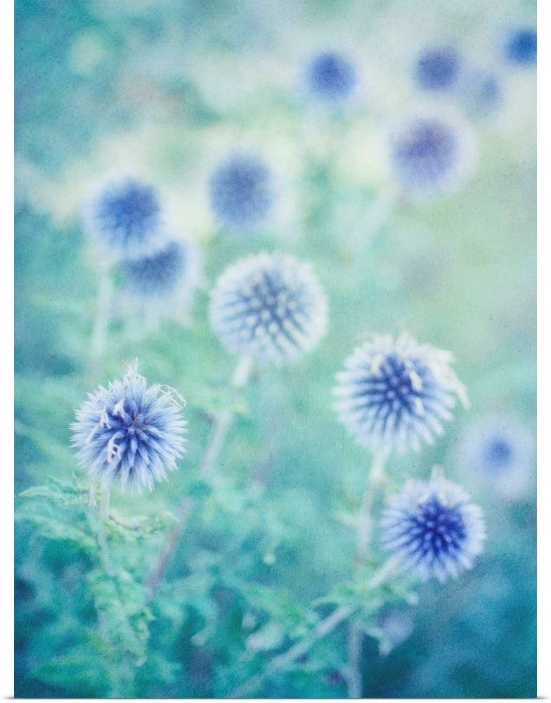 Globe thistles from last summer, taken with a shallow depth of field