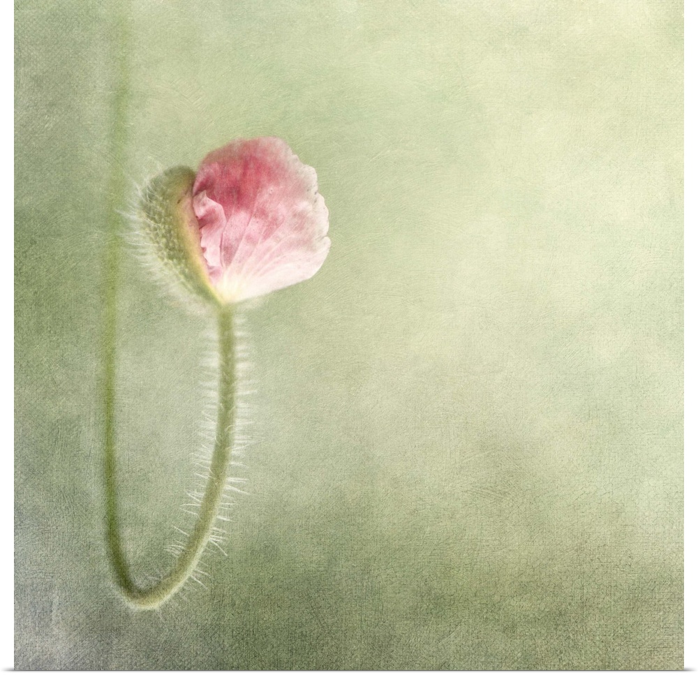 An artistic photograph of a pink flower on a curved stem in focus against a pale green background.