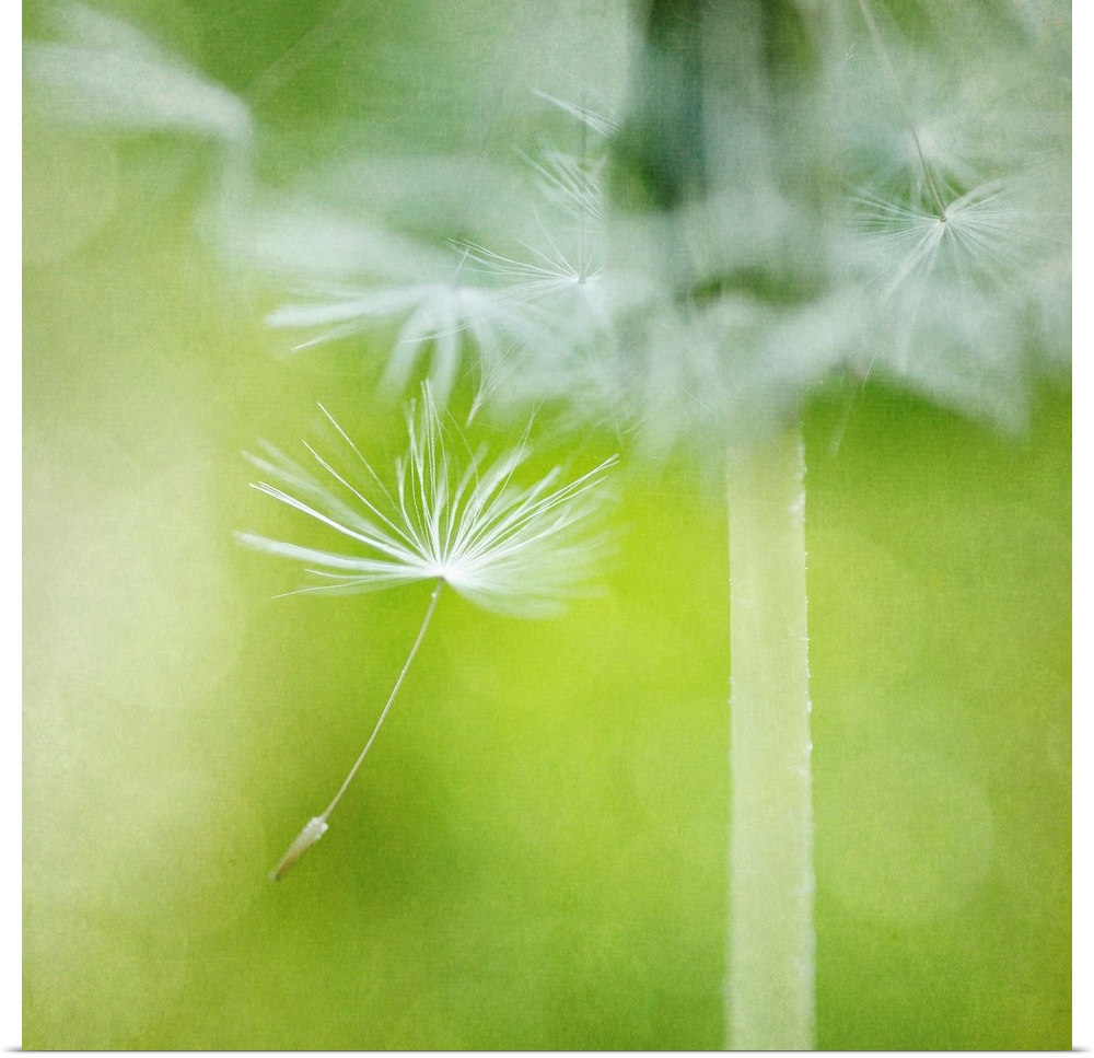 Close-up photograph of a dandelion seed dancing in the wind.