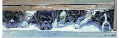 Boxers Waiting for Their Invitation
