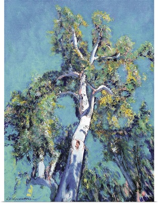 Eucalyptus Tree Balboa Park San Diego
