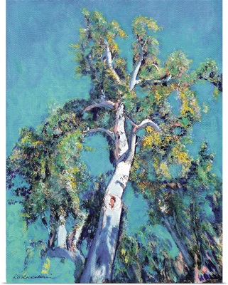 Eucalyptus Tree, San Diego