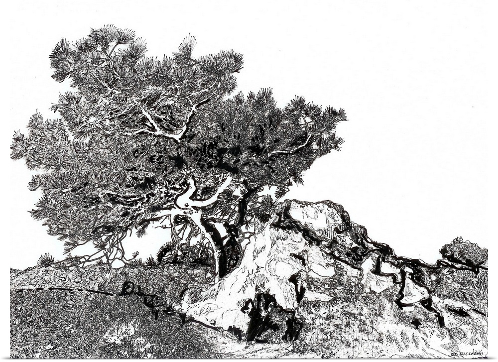 Torrey Pine Tree, pen and ink drawing by Rd Riccoboni. Torrey pine trees is the rarest native pine in the United States. T...