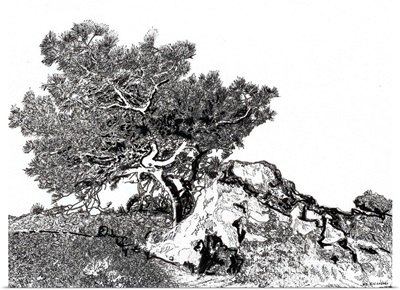 Torrey pine tree drawing