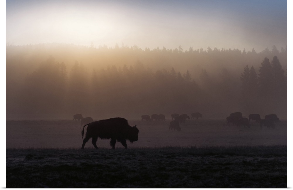 A bison in a misty field at Yellowstone National Park, Wyoming.