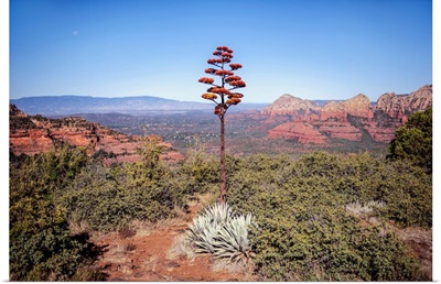 Agave Americana Flowering Stalk, Sedona, Arizona