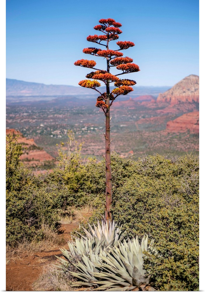 Agave Americana flowering stalk in Sedona, Arizona.