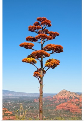 Agave Flower View