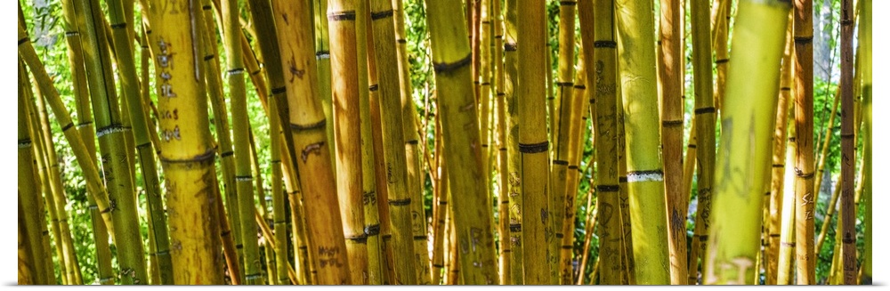 Yellow and green bamboo grove in Duke Gardens, Durham, NC.