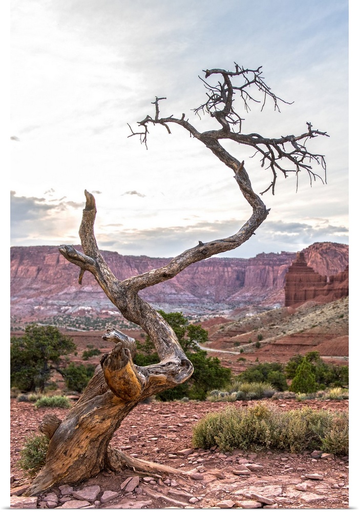 View of a barren tree at Panorama Point in Capitol Reef National Park, Utah.