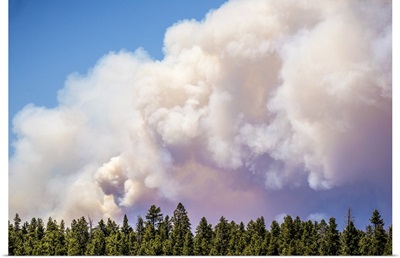 Billowing smoke clouds over a row of pine trees, Brian Head forest fire, Utah