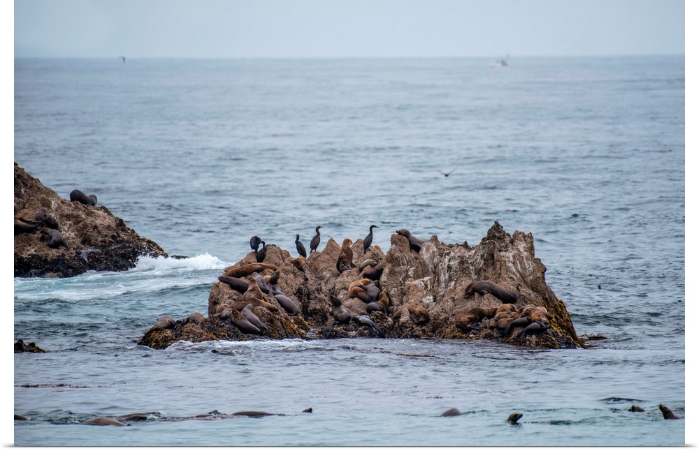 View of seals and birds congregating on a sea stack on Seal Rock Beach, California.
