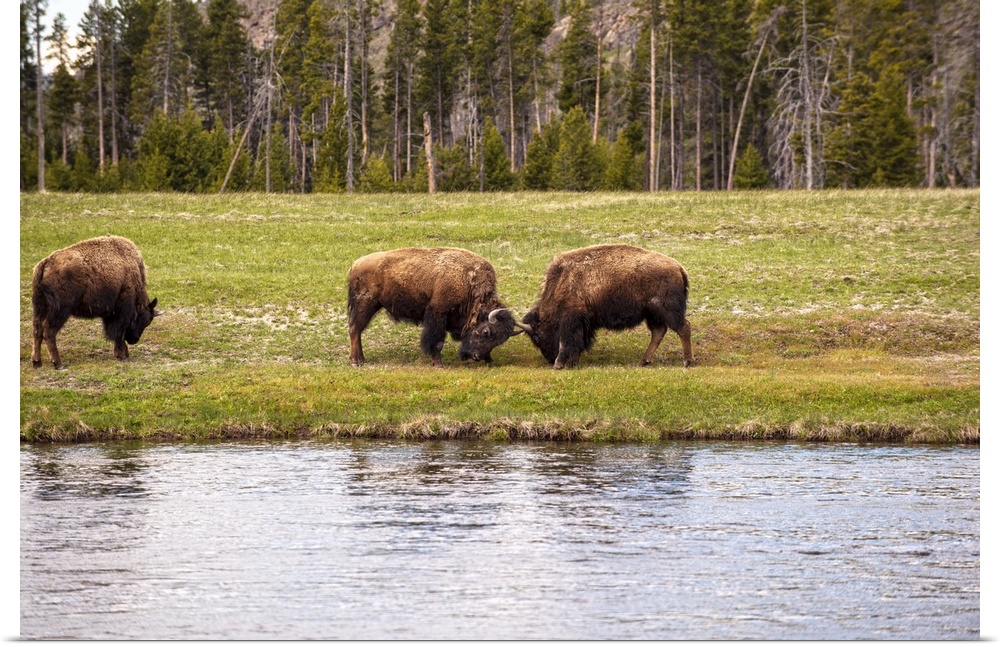 Bison in a meadow along a lake at Yellowstone National Park.