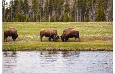 Bison at Water