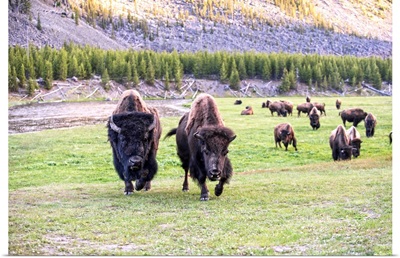 Bison at Yellowstone