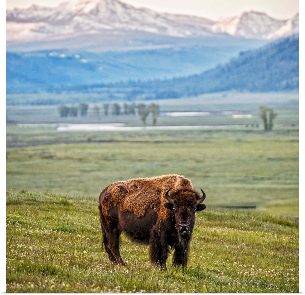 A bison in a meadow overlooking the mountains of Yelllowstone National Park.