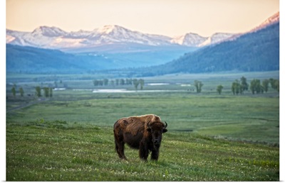 Bison In A Field With Rocky Mountains In View, Yellowstone National Park