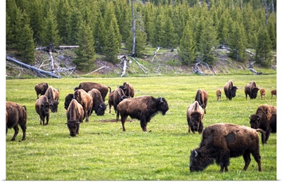 Bison in Field