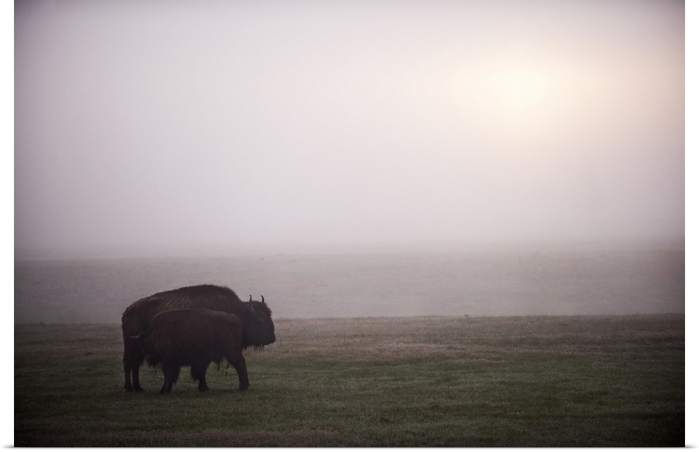 Two bison in a field of mist at Yellowstone National Park, Wyoming.