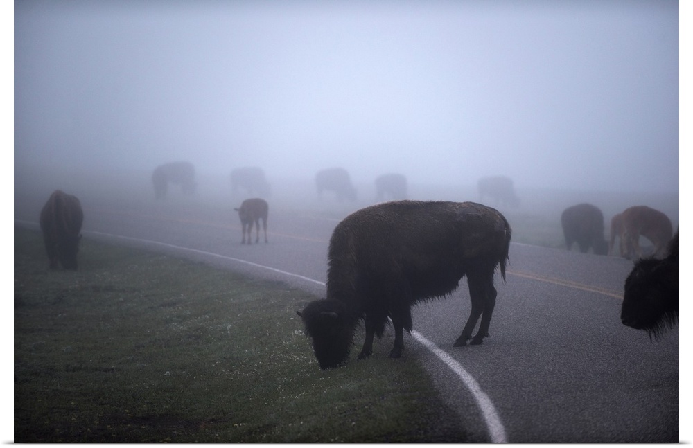 Large group of bison in a field of mist at Yellowstone National Park, Wyoming.