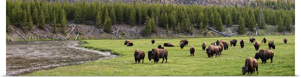Panoramic photograph of bison in a meadow at Yellowstone National Park.