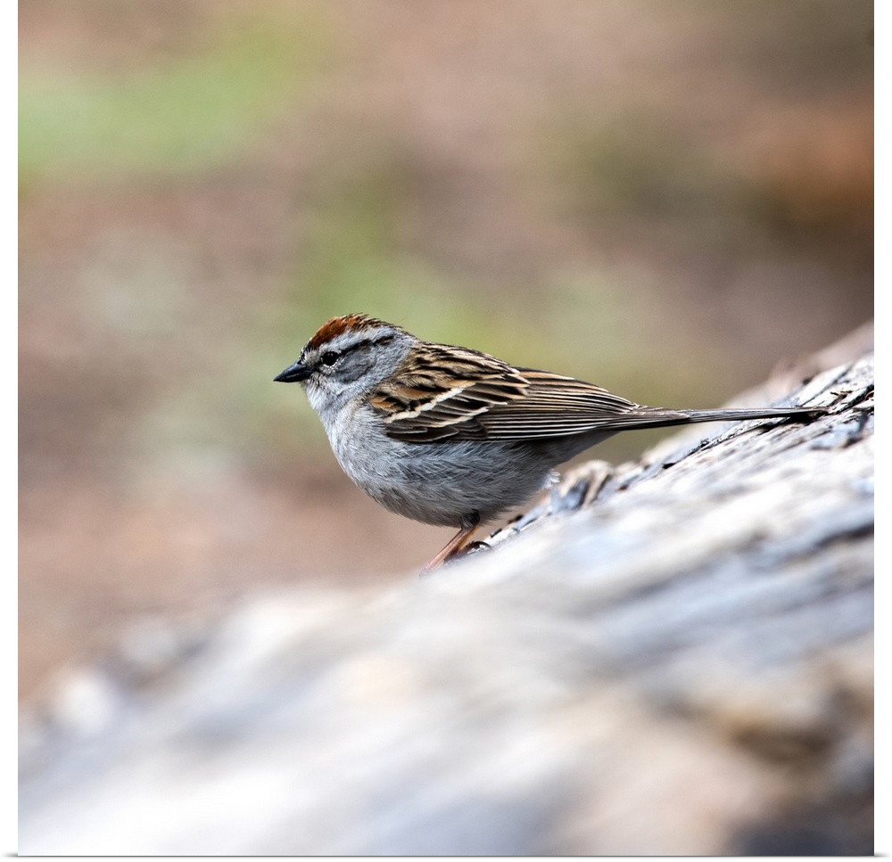 Square photo of a Chipping Sparrow on a branch in Yellowstone National Park.