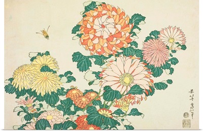 Chrysanthemums And Bee, From An Untitled Series Of Large Flowers
