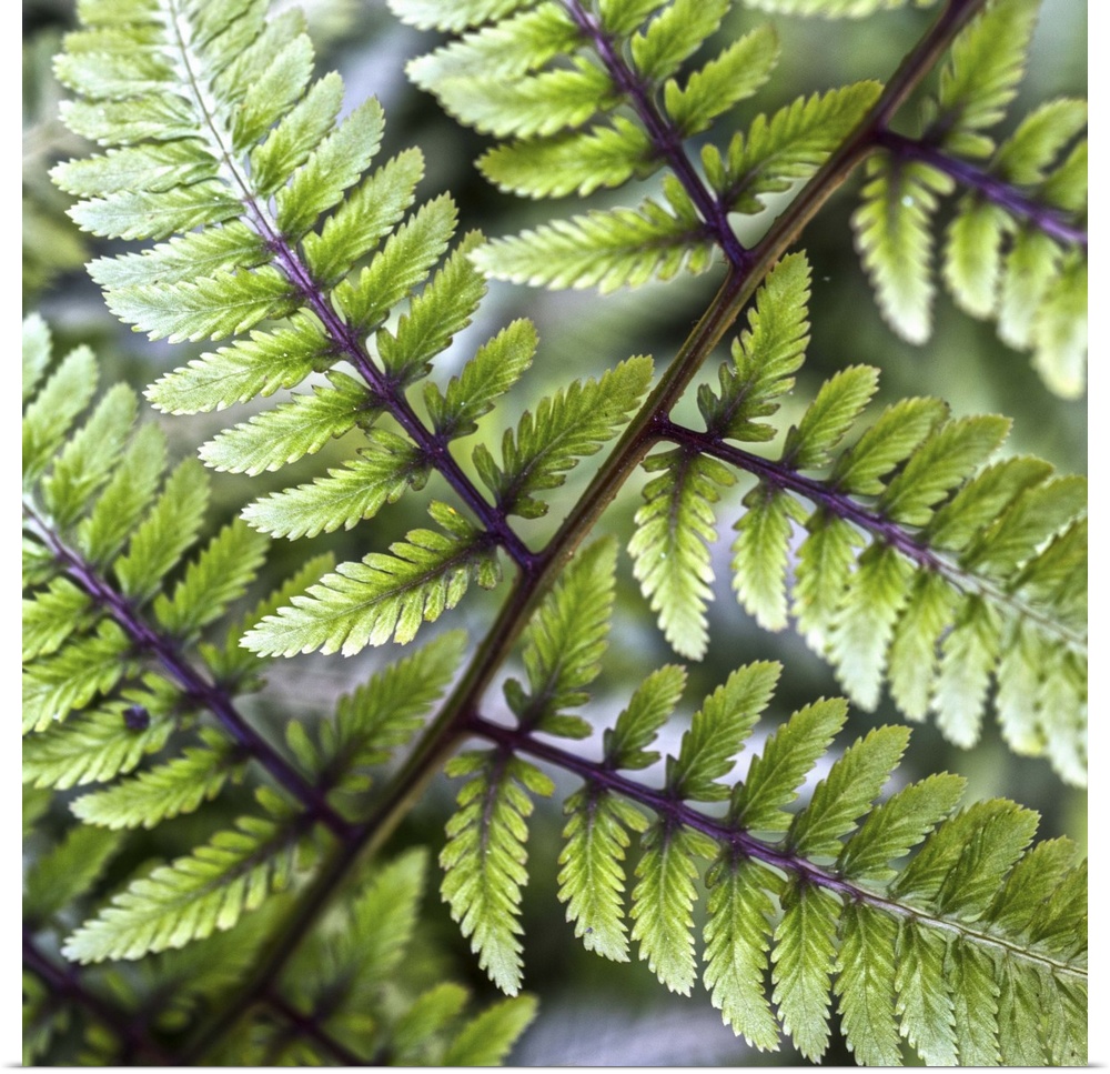 Macro photograph of the fronds of an Athyrium (Lady Fern) in Duke Gardens, Durham, NC.
