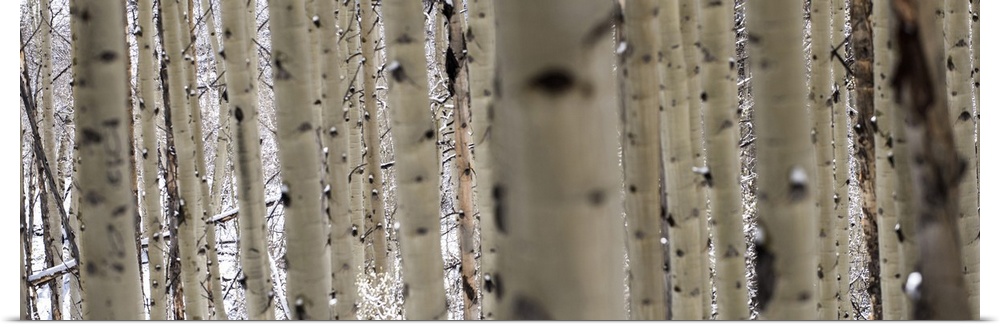 Close up panorama of slender birch trees in the snow in a forest in Aspen, Colorado.