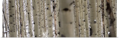 Close up of slender birch trees in a forest in Colorado - Panoramic