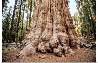 Close Up Of The General Sherman Tree In Sequoia National Park, California