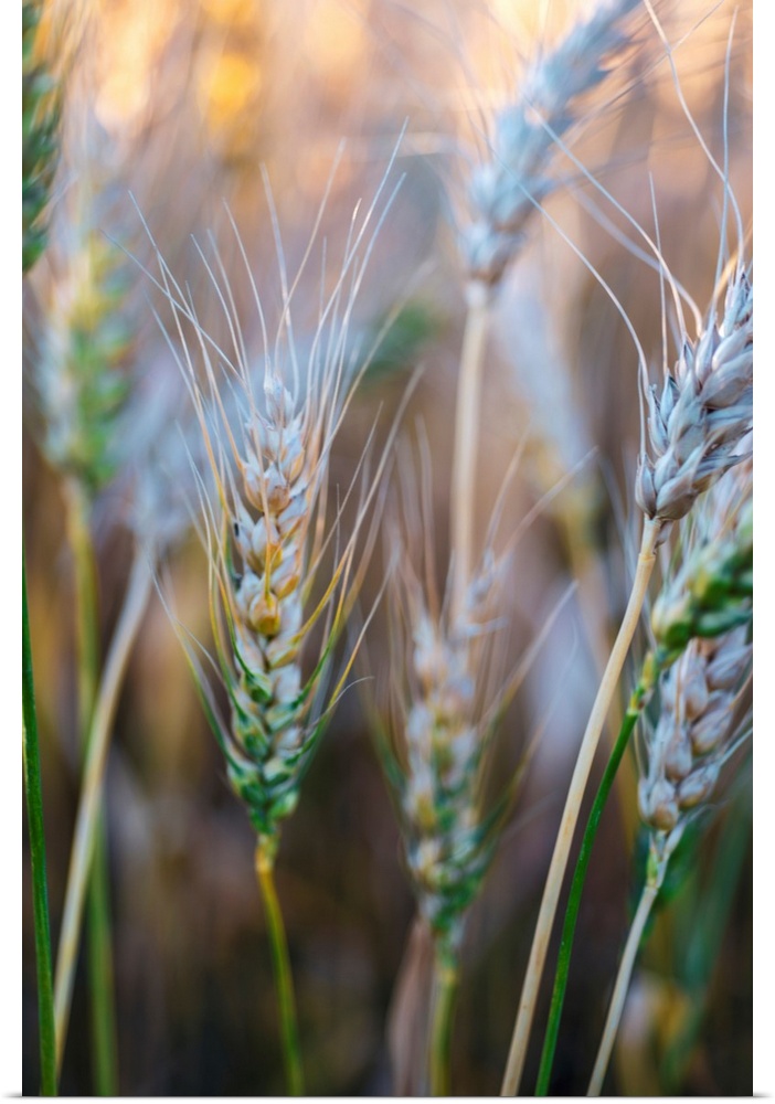 Close up of wheat field in Banff National Park, Alberta, Canada.