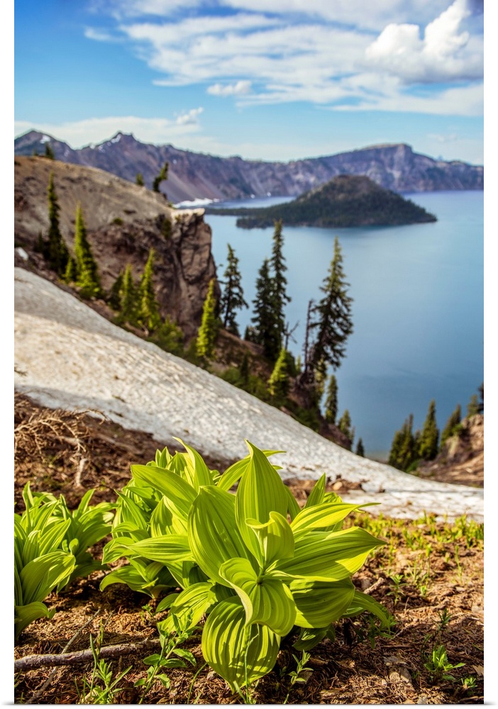 View of Corn Lily Leaves (Veratrum californicum) at Crater Lake in Oregon.