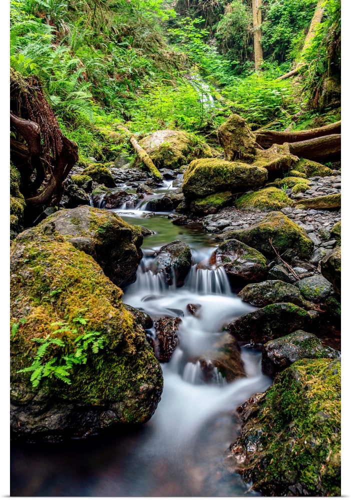 A delicate creek flows through Olympic National Park in Washington.