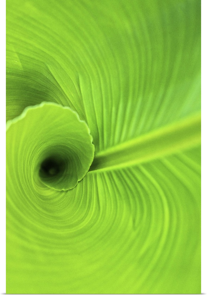 Macro view of the tightly curled green leaves of a Canna Lily in Duke Gardens, Durham, NC.