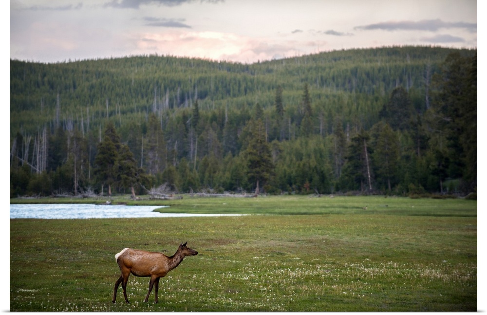 A deer in a meadow at Yellowstone National Park.