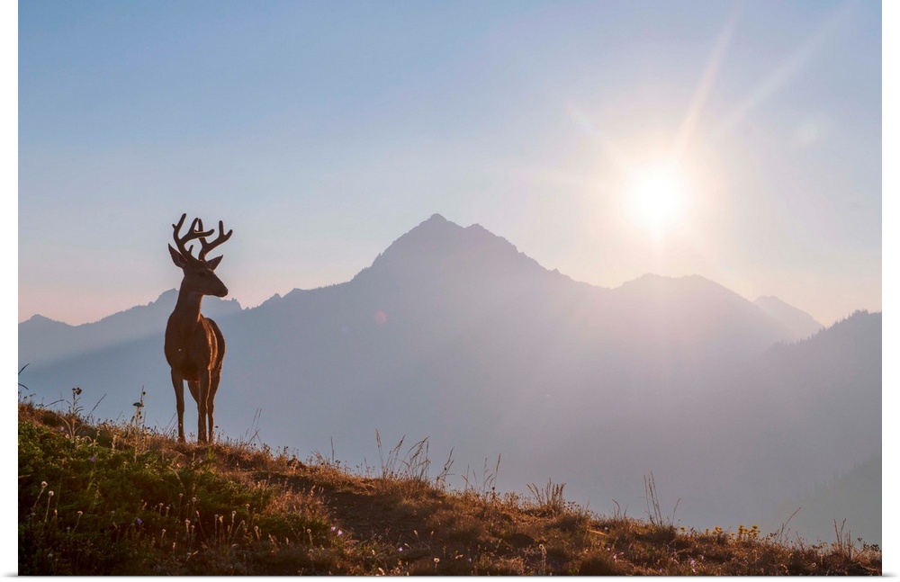 Early morning view of a deer near Hurricane Hill Trail in Olympic National Park, Washington.