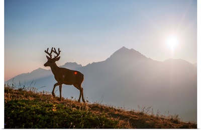 Deer Near Hurricane Hill Trail, Olympic National Park, Washington